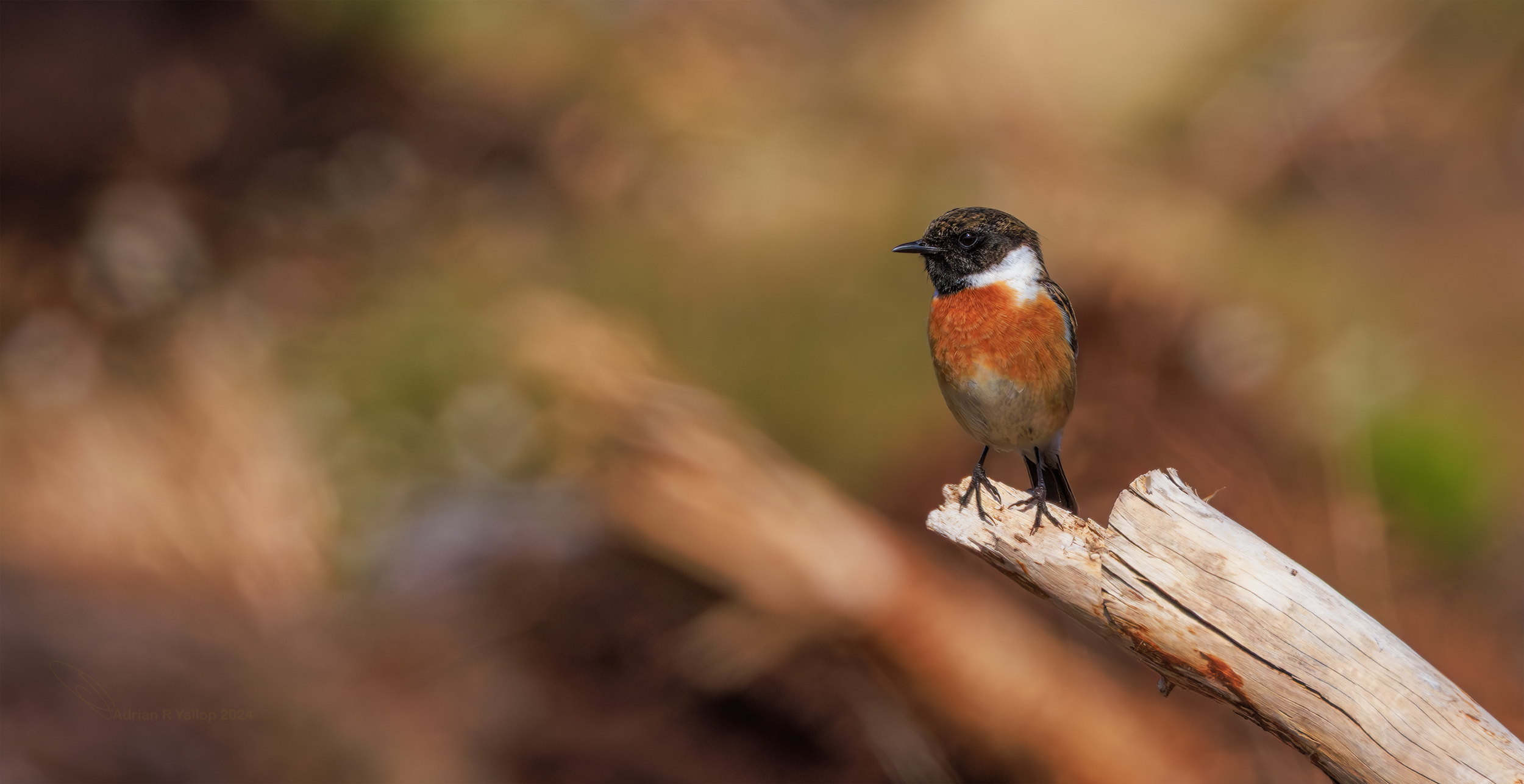 Saxicola rubicola stonechat singing chatting bracken